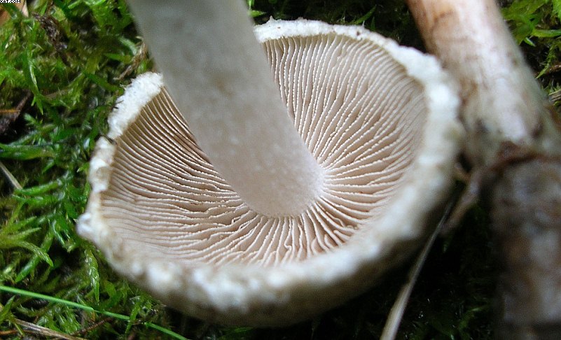 Inocybe haemacta (    Berk. & Cooke)    Sacc.
